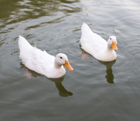 ducks in a pond in nature