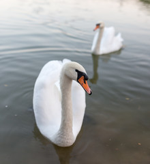 two swans in a pond in nature