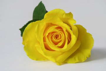 Yellow rose closeup on white background