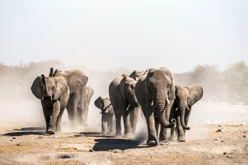 Zelfklevend Fotobehang A herd of elephants approaches a waterhole in Etosha national park. Northrtn Namibia, Africa. © Anna