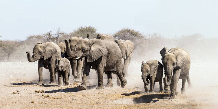 Elephant herd on the run in Etosha national park savannah, Namibia.