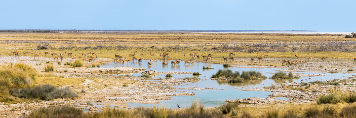 Fototapeta na wymiar Drinking springboks. Panorama view of Charitsaub waterhole, Etosha national park in Namibia, Africa.