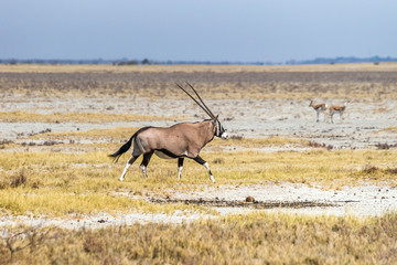 Oryx, or gemsbok, antelope (Oryx gazella) running in the savannah of Etosha National Park in Namibia, Africa