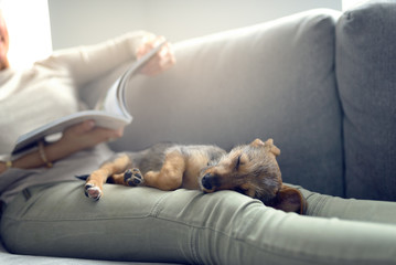 Hundewelpe schläft im Schoß seiner Besitzerin