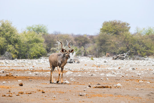 Greater kudu bull (tragelaphus strepsiceros) walking in african savanna. Etosha national park, Namibia. © Anna