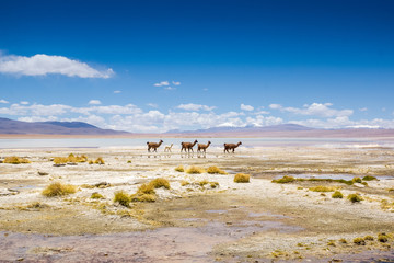 Lamas im bolivianischen Altiplano