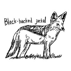 Black-backed jackal - vector illustration sketch hand drawn with black lines, isolated on white background