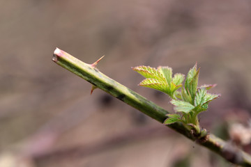 Young spring leaves on blurred natural background