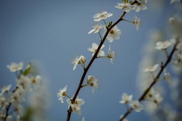 White sakura flower blossoming as natural background on blurred backdrop