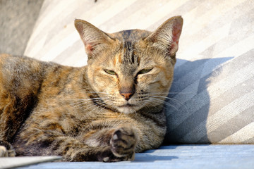 Cat lying in the sun for warmth.