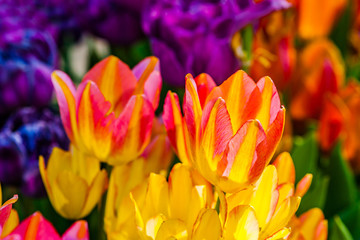 Colorful tulip flowers in spring season