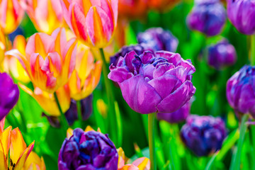 Fototapeta na wymiar Colorful tulip flowers in spring season