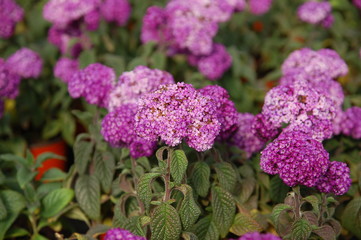 lilac,purple flowers