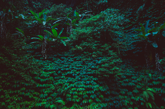 tropical rain forest, green wall background