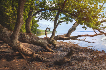 Landscape with tree and water in summertime