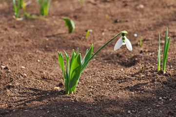 Snowdrop flowers in spring season. First flowers that blossom after a long winter.