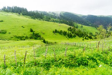 Foggy Plateau Highland with Giresun - Turkey