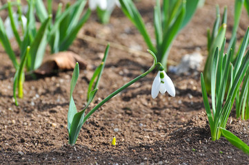 Snowdrop flowers in spring season. First flowers that blossom after a long winter.