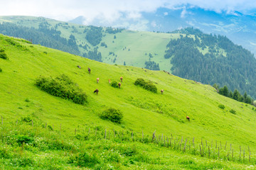 Fototapeta premium Foggy Plateau Highland with Giresun - Turkey