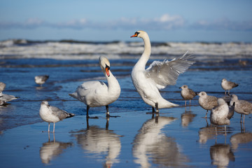 Fototapeta premium Birds on the shore