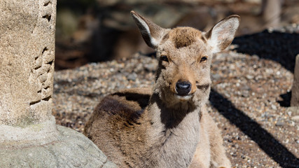 japon,Nara,shika