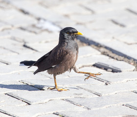 Starling on the road