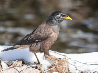 Starling on the ground in winter