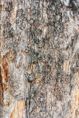 Texture of bark