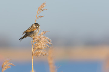 Bunting Sitting in Reed