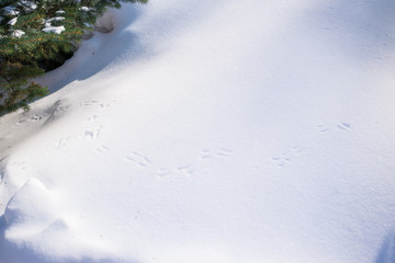 Obraz premium Winter landscape with bird footprints in the snow near green tree