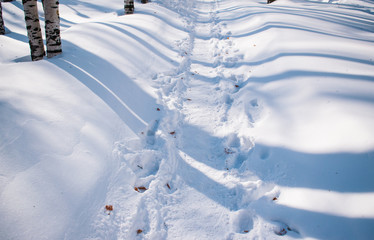 Winter landscape, path in the Park in the snow