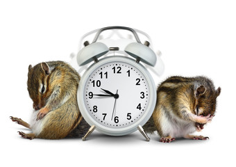 Funny animals chipmunks wakeup with ringing clock
