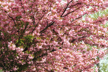cherry flowers background