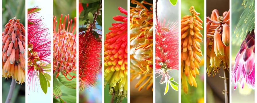 Native Australian Plants Set