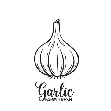 Hand Drawn Garlic Icon