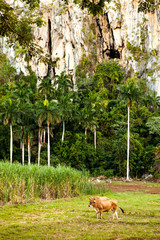 Cuba: Cow in the Valle de Vinales (UNESCO World Heritage site)