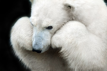 Witte beer portret close-up geïsoleerd op zwarte achtergrond