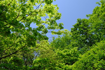 Fresh green leaves against the blue sky