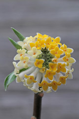 Edgeworthia grandiflora Winter Liebe 