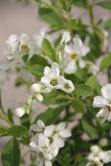 Exochorda The Bride Prunkspiere
