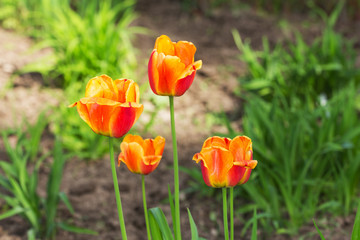 orange tulips in spring