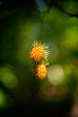 Wildfrucht