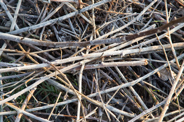 frost on the branches on the ground as a background