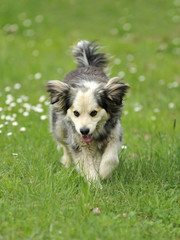 cane tra le margherite