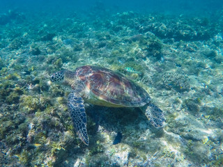 Naklejka na ściany i meble Green turtle swimming in sanctuary lagoon. Sea turtle in sea water.