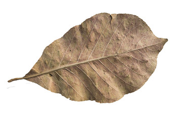 dead leaf on white background
