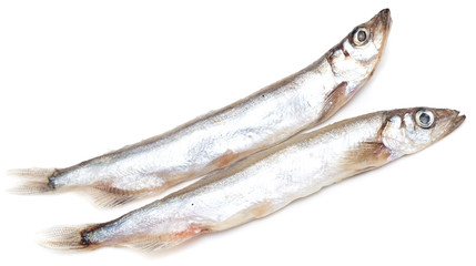 capelin on a white background
