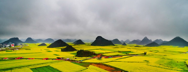 Canola field, rapeseed flower field with the mist in Luoping, China