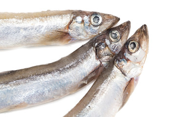 capelin on a white background