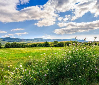 countryside summer landscape with field, forest and mountain ridge
